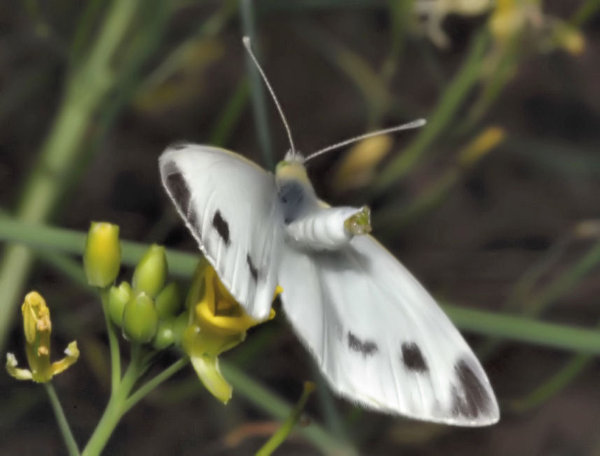 Farfalle in accoppiamento